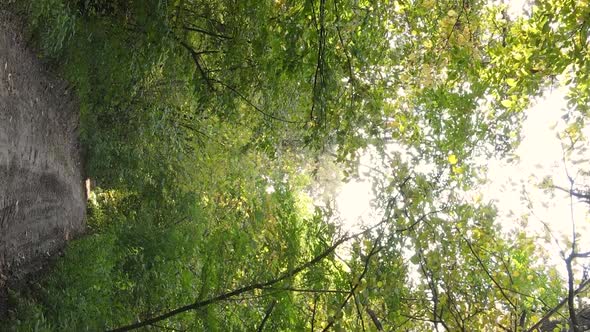 Vertical Video Aerial View of Trees in the Forest on an Autumn Day in Ukraine Slow Motion