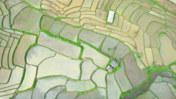 Aerial drone of Rice terraces and fields