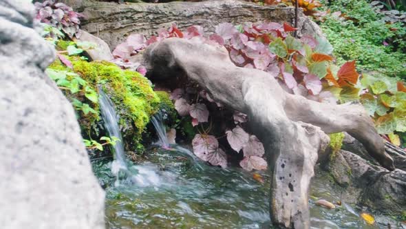 Mini Waterfall Through Moss Into a Small Stream