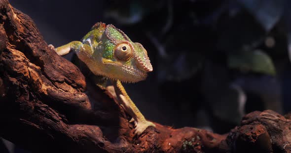 Panther Chameleon, furcifer pardalis, Adult standing on Branch, Madagascar, Slow motion 4K