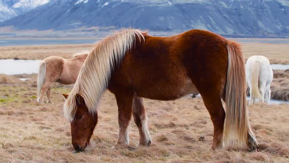 Portrait of an Icelandic Brown Horse Closeup Icelandic Stallion Posing in a Field Surrounded By