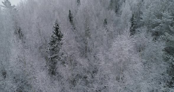 Winter Landscape with Forest