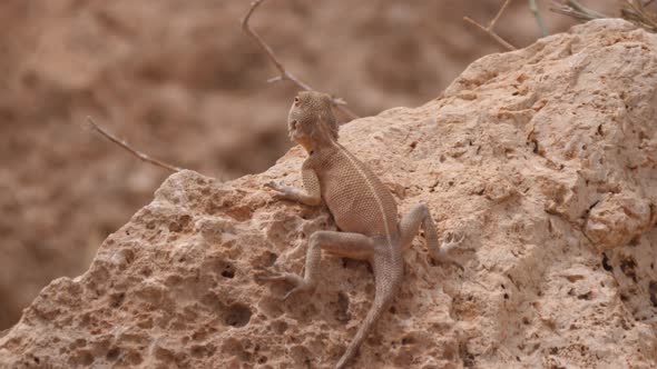 Desert Agama on a rock 