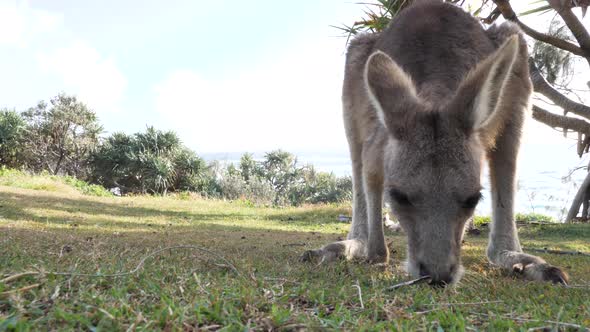 Close-up view of a young joey Kangaroo grazing on a coastal headland. Stradbroke Island Australia