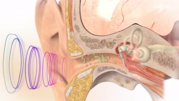 3D Human Ear Anatomy System