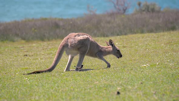Kangaroo eating Grass on a Green Meadow whit the Ocean at the Background.Wildlife Concept