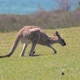 Kangaroo eating Grass on a Green Meadow whit the Ocean at the Background.Wildlife Concept - VideoHive Item for Sale
