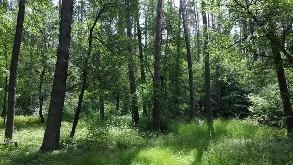 Trees in the Forest By Summer Day