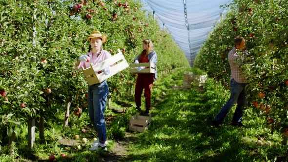 In a Large Apple Orchard Farmer Family Together