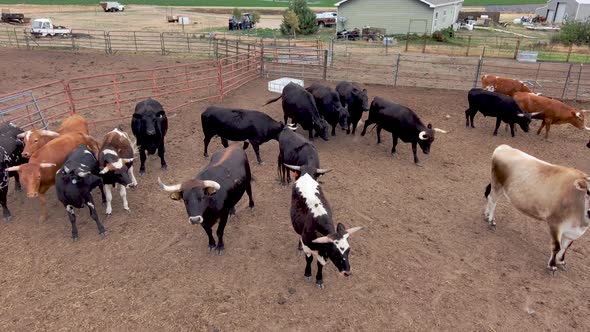 Bulls push and chase each other as one paws the ground ready to charge the drone.