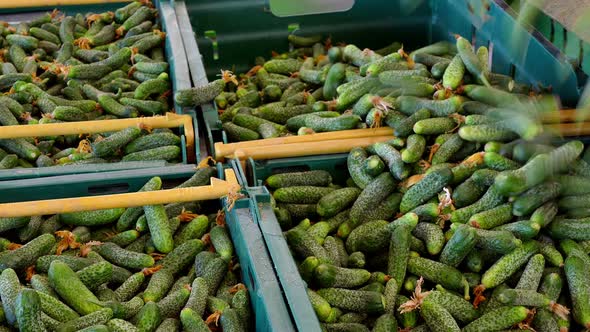 Packaging Gherkins into Boxes for Transport