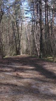 Vertical Video of a Road in the Forest