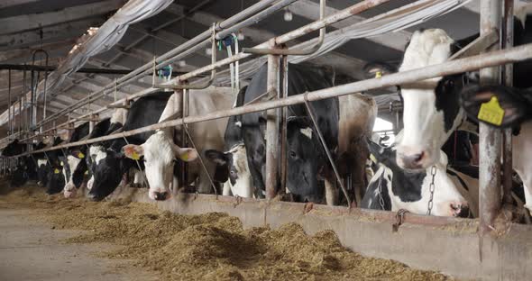 A Long Line Of Black And White Dairy Cows At A Modern Dairy. Livestock Is Fed Hay