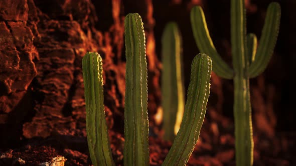 Cactus in the Arizona Desert Near Red Rock Stones