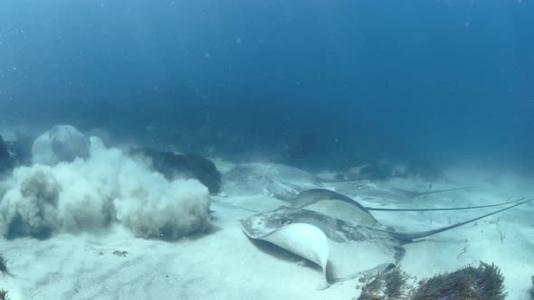 A large group of stingrays resting on the ocean floor covered in sand take flight through the blue t