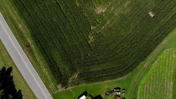Aerial view of country road with cars commuting with cornfields and trees surrounding on a nice sunn