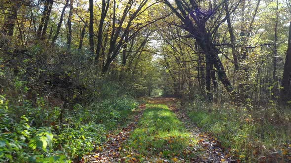 Amazing Forest Path In November