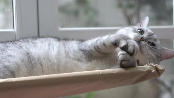 Cute Scottish Cat Playing On Cat Tower