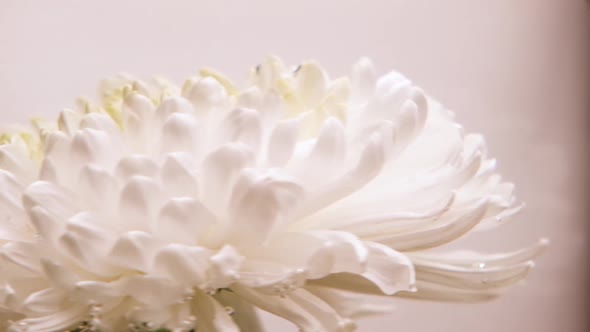 A White Chrysanthemum Flower Rotates in a Glass Flask Under Water