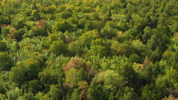 Aerial footage of remote forest in northern Maine cresting over a ridge with leaves beginning to cha