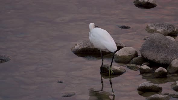 heron catching and eating fish in a river