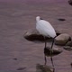 heron catching and eating fish in a river - VideoHive Item for Sale