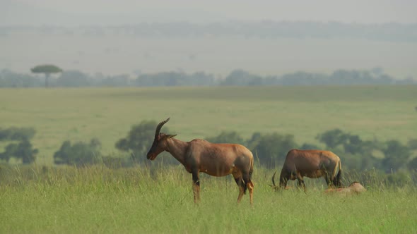 Topi antelopes grazing and resting