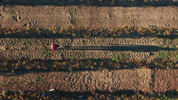 Aerial Footage of a Vineyard Explorer Within Picturesque Countryside with Vines