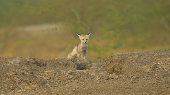 Two Desert fox Pups or kits play and return to their den in the Rann of Kutch in Gujarat in India sp