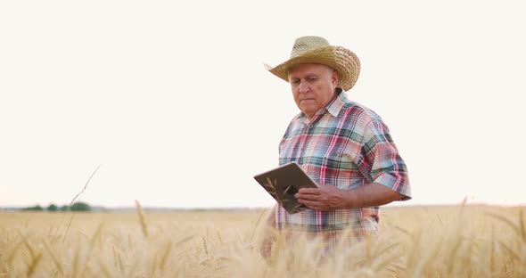 Old Farmer Working in Wheat Field on Summer Day and Analysing Wheat Crop Growing Using Tablet