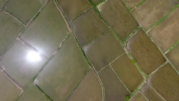 Rice Fields, Spring