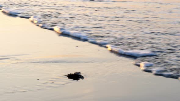 Atlantic Ridley sea Baby Turtles Crossing the Beach at Sunrise