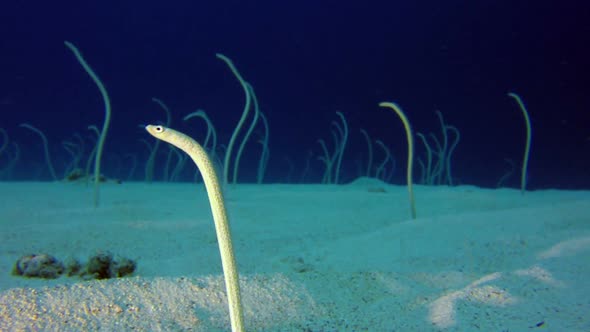 Underwater Beautiful Garden Eels