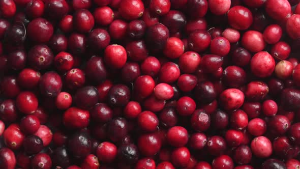 Top View of Red Fresh Cranberries Rotating