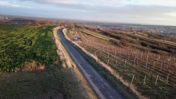 Drone aerial view above the vineyard. Flying above the road and with dramatic golden sky