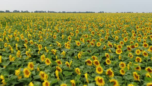 Flight Over Sunflowers