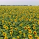 Flight Over Sunflowers - VideoHive Item for Sale