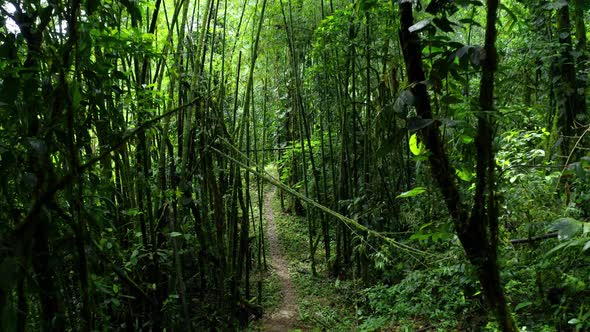 Following a hiking trail going through a part with loads of bamboo