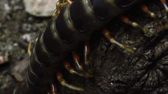 Extreme close shot of a Peruvian Giant Centipede crawling on some bark.