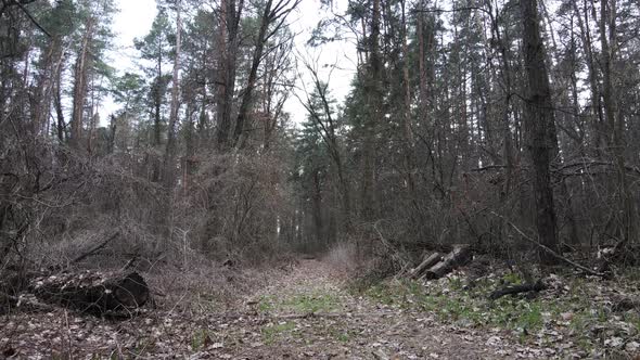 Forest Landscape Aerial View Slow Motion