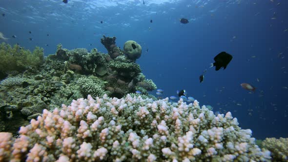 Underwater Scene Marine Life