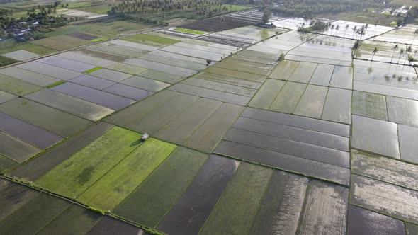 Aerial view rice field