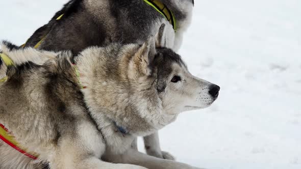 Siberian Husky dog in winter