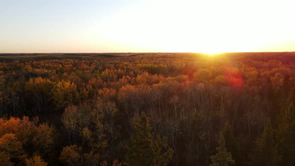 Sideways flying and orbiting droneement in 4k over colourful fall colours of north American forest o
