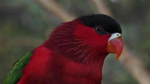 Purple-bellied lory, a species of parrot bird endemic to Papua New Guinea