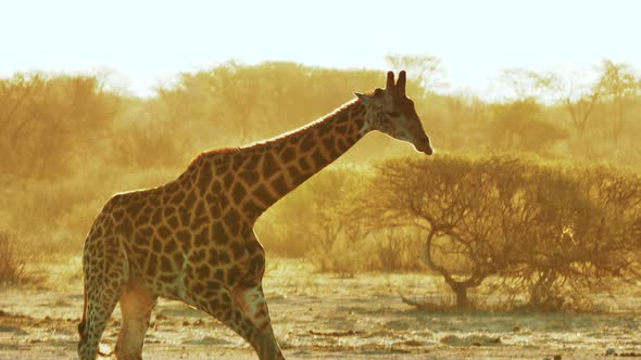 Beautiful Giraffe Startled And Gets Up While Drinking On The Waterhole During The Golden Hour In Bot