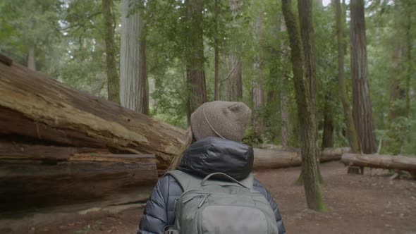 Following Shot of a Girl Walking by Fallen Sequoia Redwood Tree Trunk