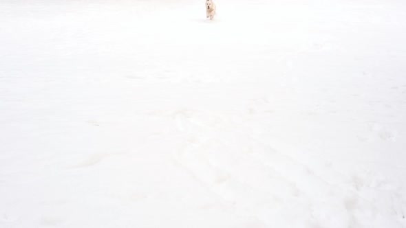 Slow Motion Beauty - Happy Dog Runs in Winter Over Snowy Glade