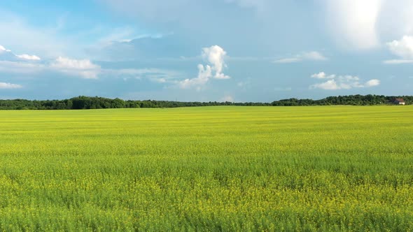 Blooming Yellow Rapeseed Field with Blue Sky