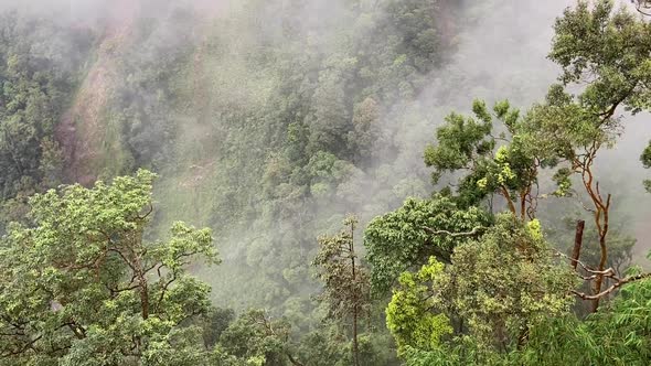 Foggy green forest in the mountain area in Asia, Berastagi, North Sumatera Indonesia